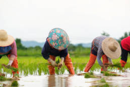 The Role of Agriculture: Rebooting the Philippine Economy