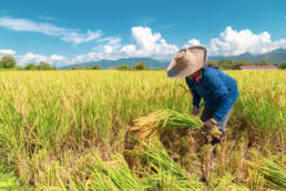 Role of Agriculture In Economic Development